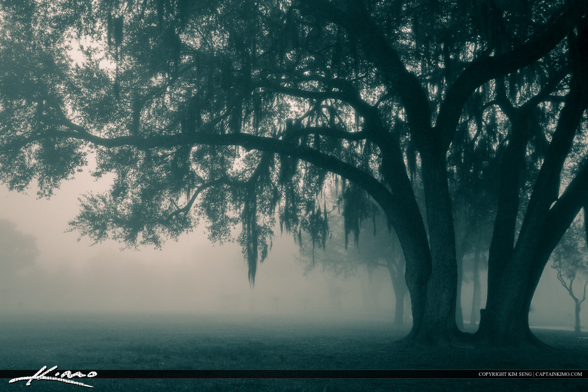 Large Oak Spanish Moss Foggy Morning Zephyrills Florida