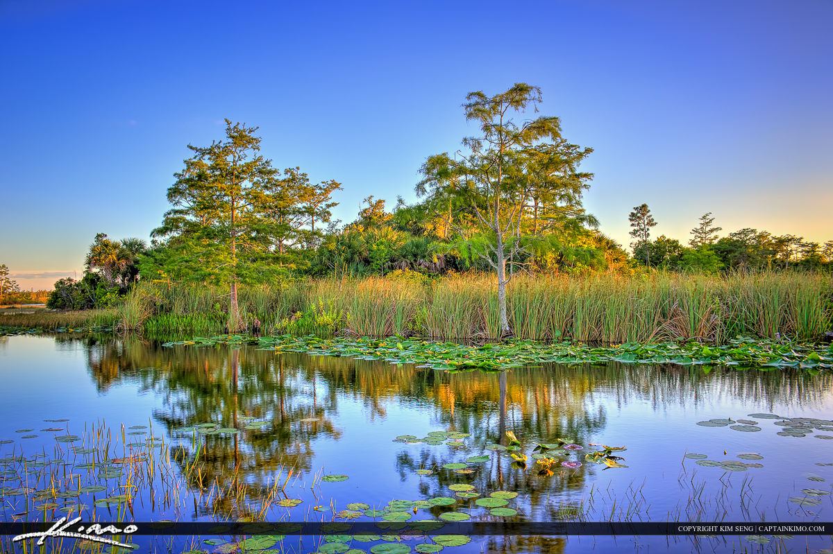Lilypads at River with Cypress Tree Loxahatchee Slough