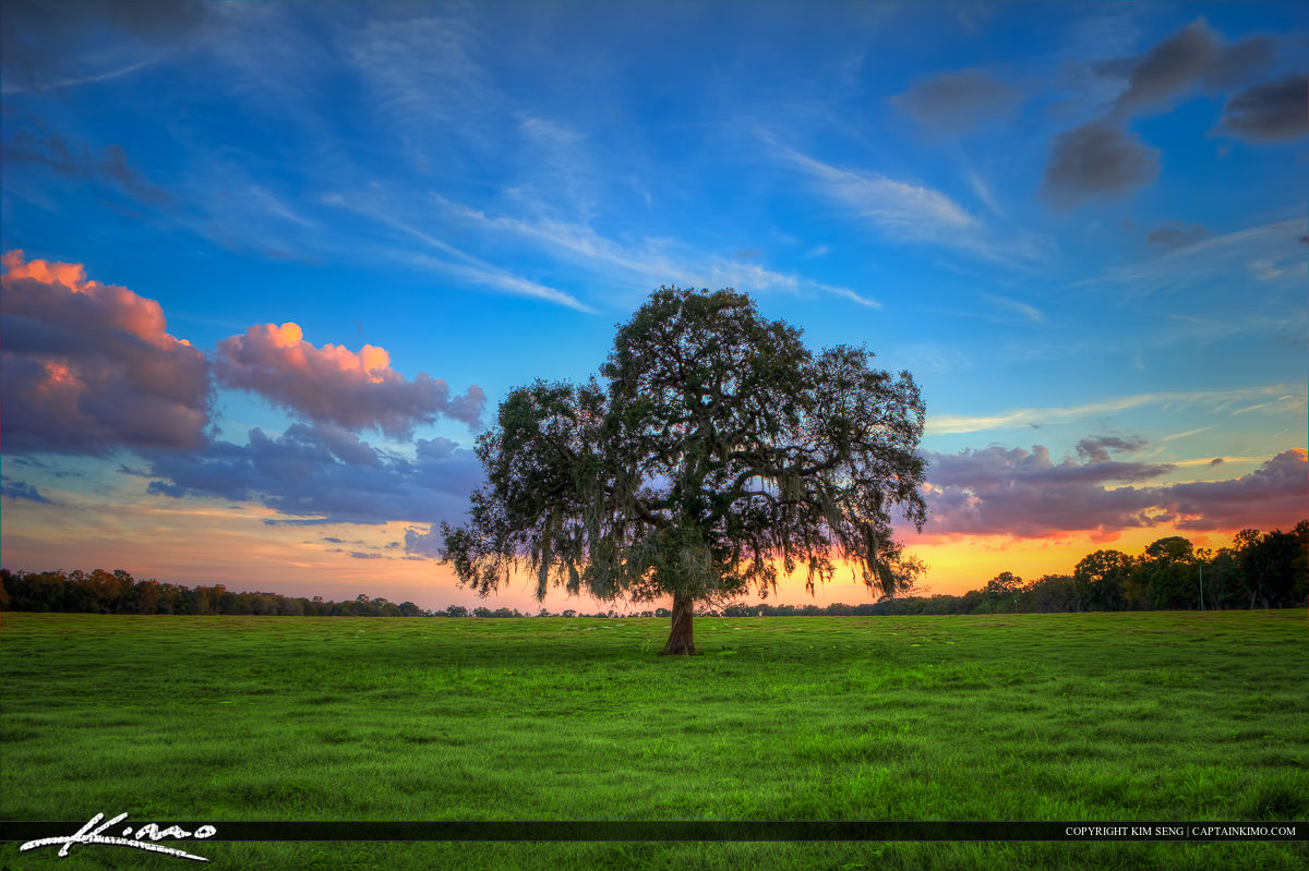 Lone Tree Young Oak with Spanish Moss Green Field Grassy Pasture