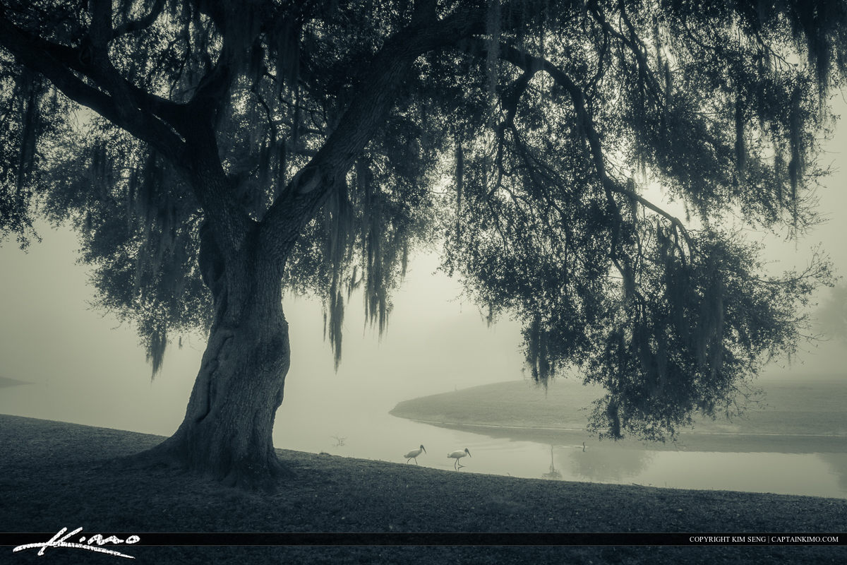 Oak Along Canal Foggy Morning Zephyrills Florida