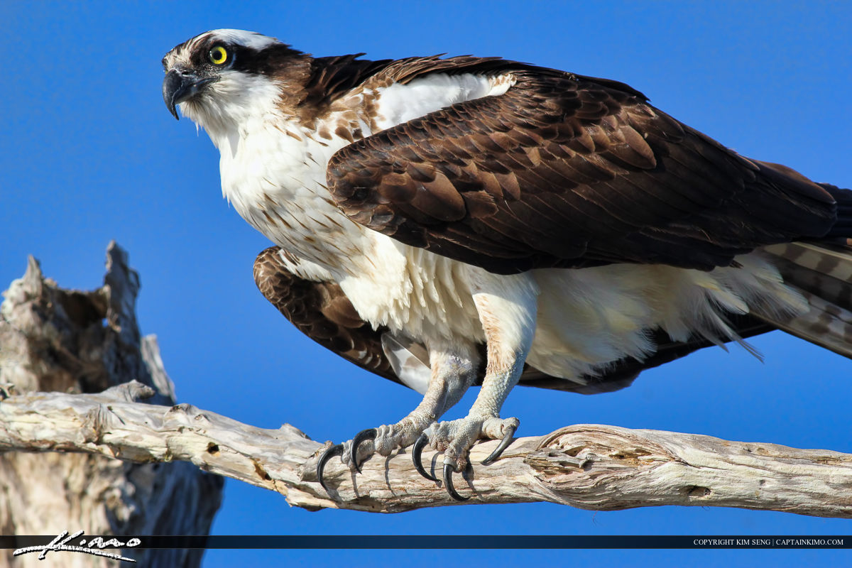Osprey from Blue Cypress Lake Perched in Cypress Tree