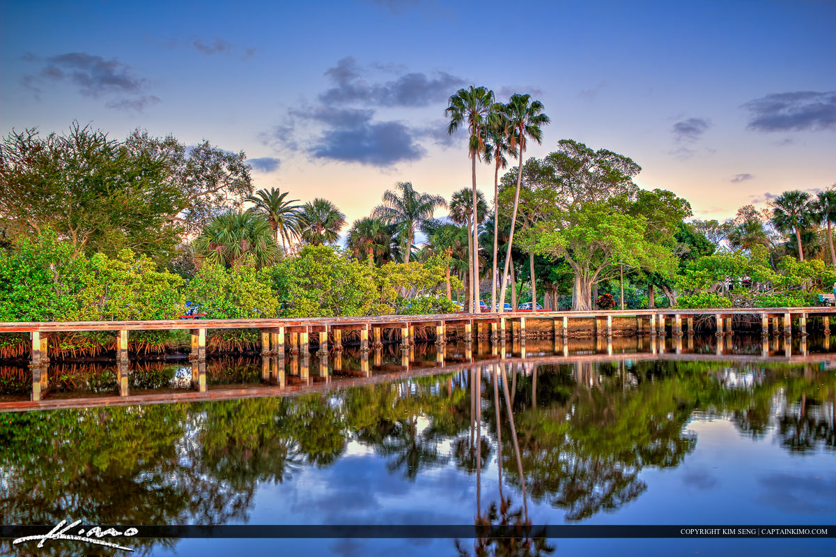 Shepard Park Palm Tree Stuart Florida Martin County