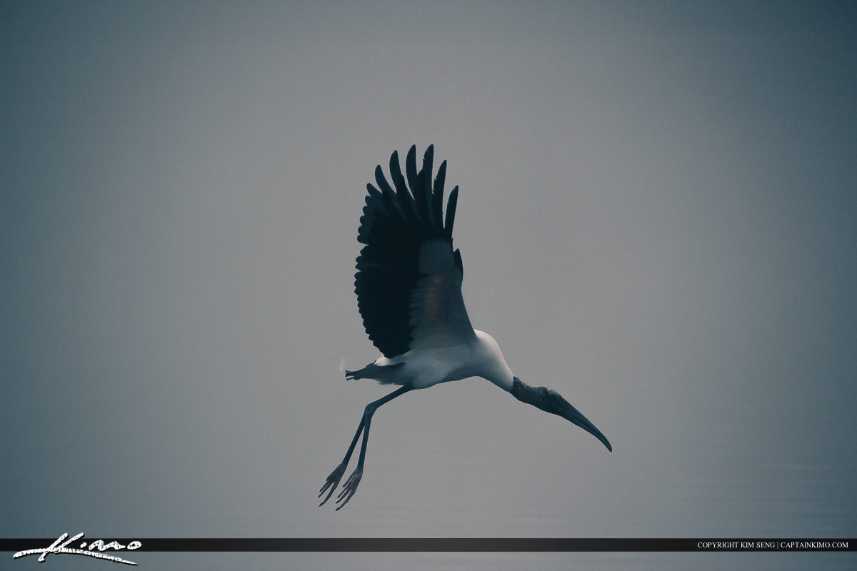 Wood Stork Foggy Morning Zephyrills Florida