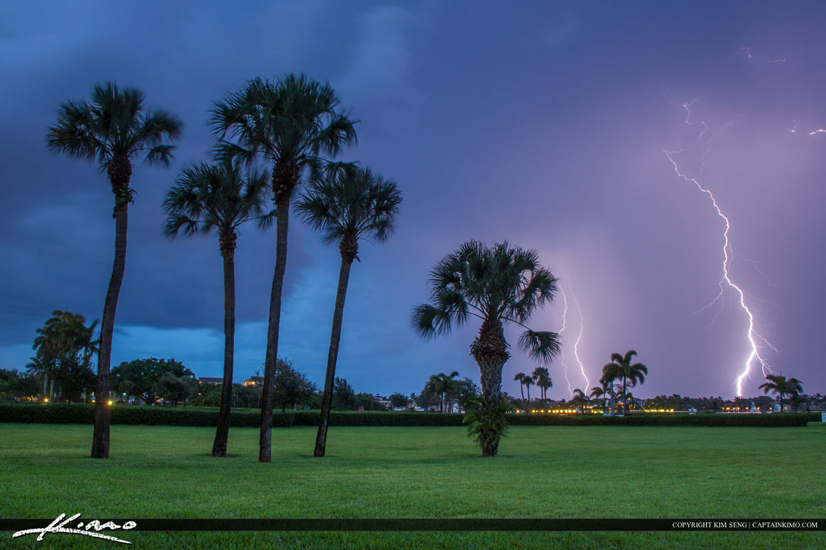 Florida lightning strike palm trees and green grass