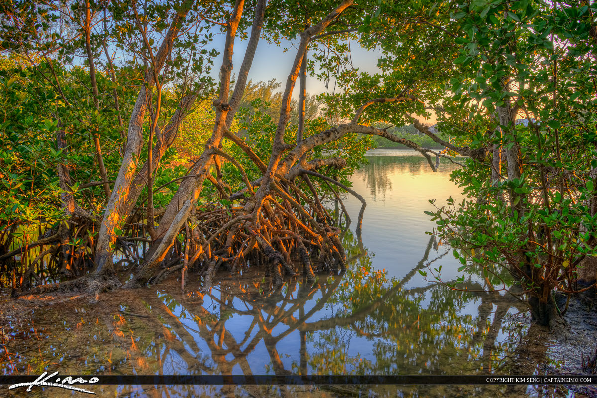 Mangrove Tree by the Water Jupiter Ocean Park