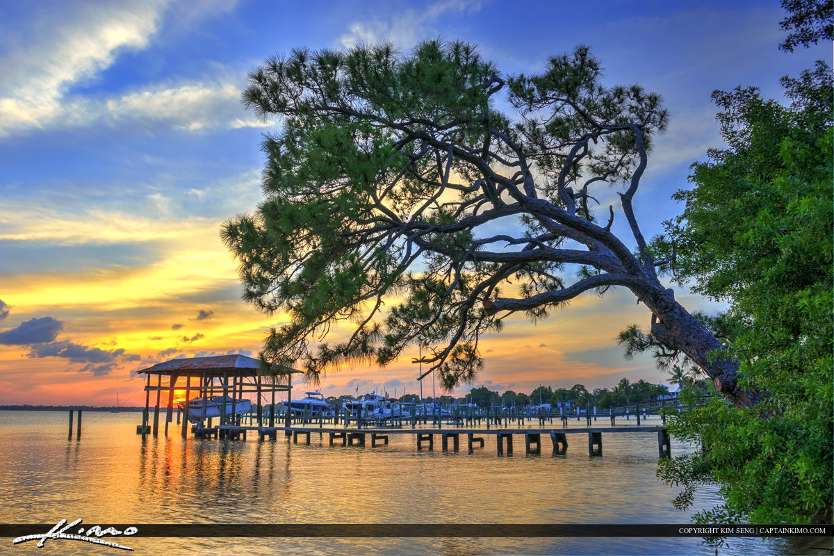 Pine Tree Over the St. Lucie River in Stuart Florida. Four expos