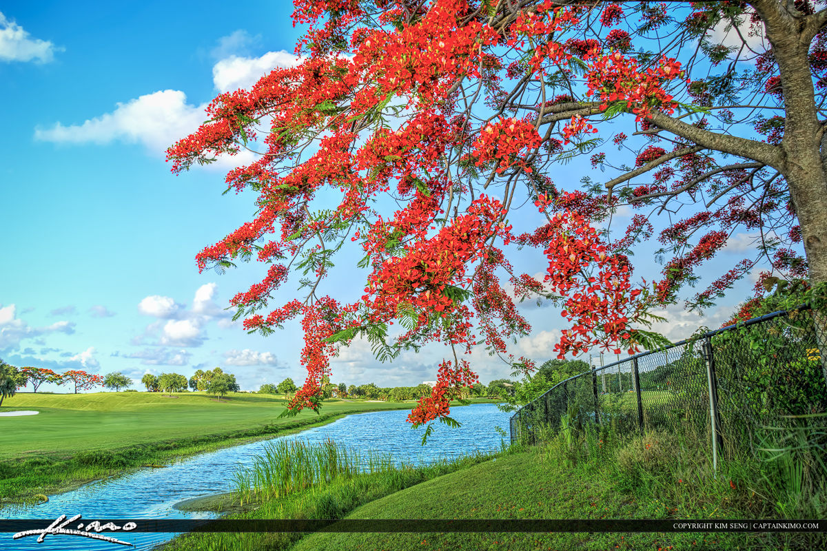 Royal Poinciana Tree Along River at Golf Course