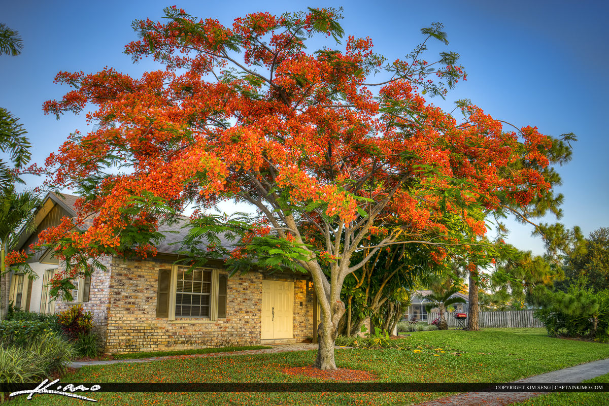 Royal Poinciana Tree Palm Beach County Home