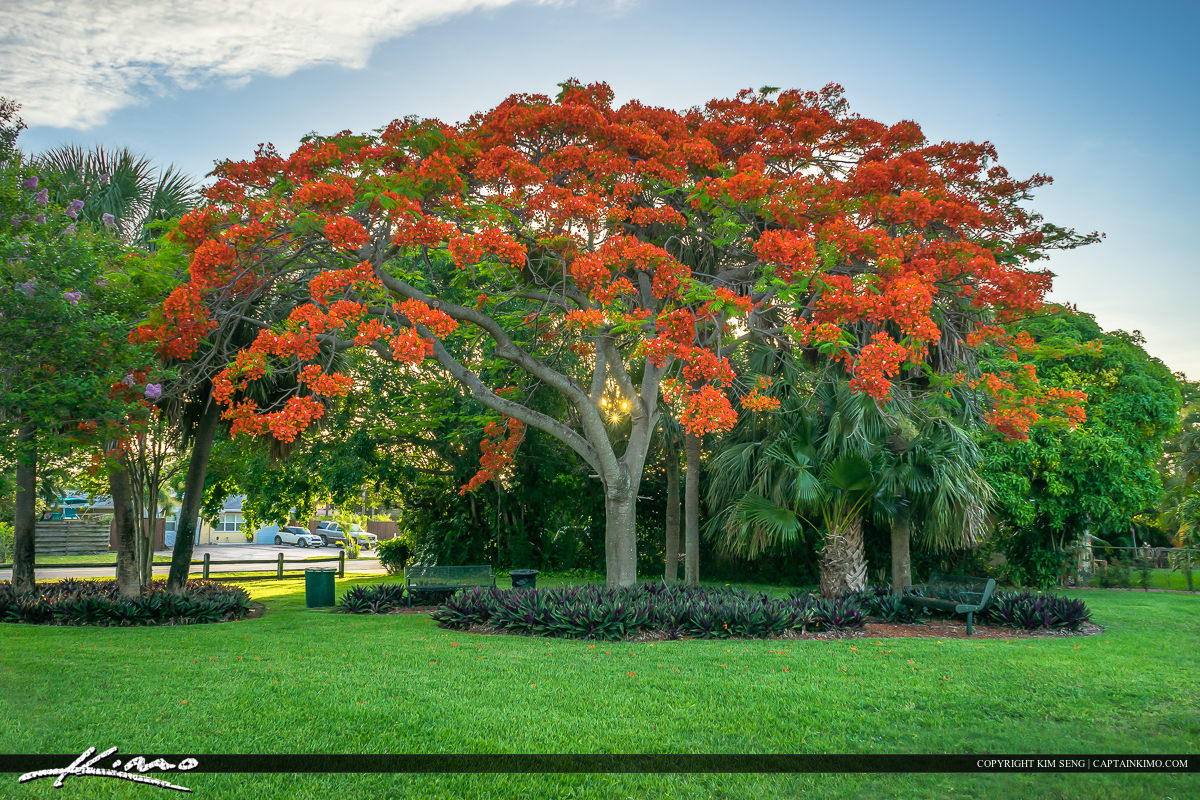 Royal Poinciana tree at Park Florida