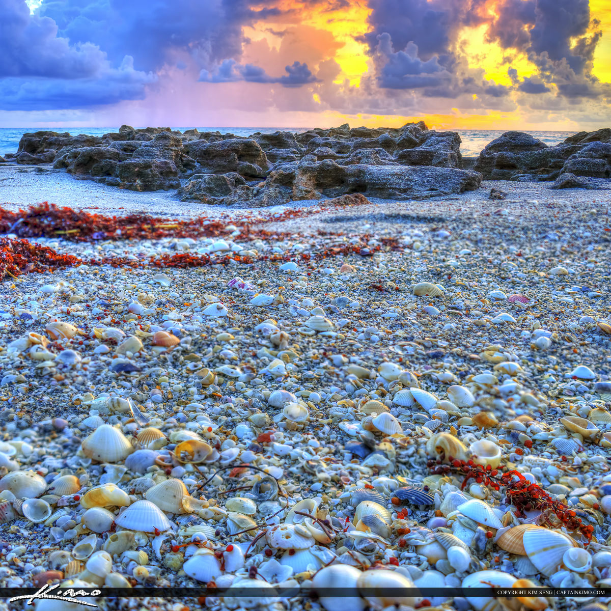 Seashells at Coral Cove Park Jupiter Island