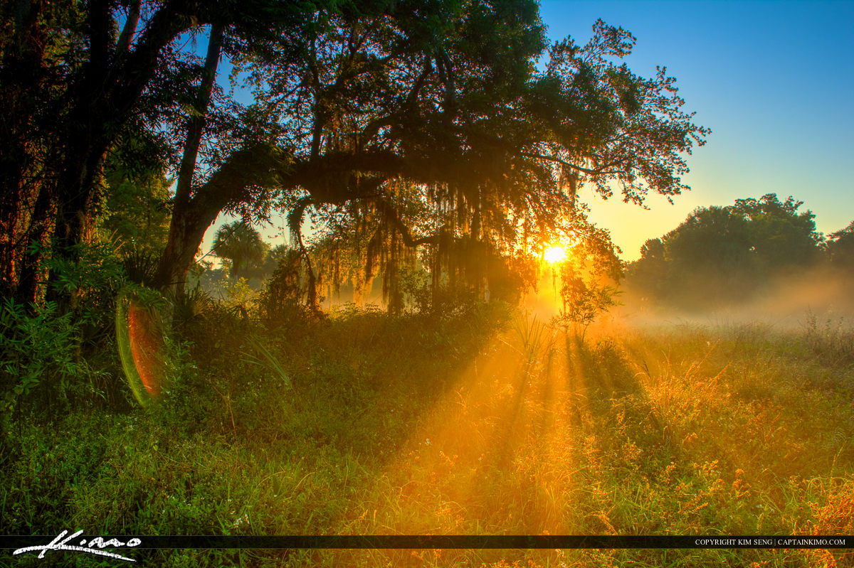 Sunray Through Foggy Morning Florida Landscape