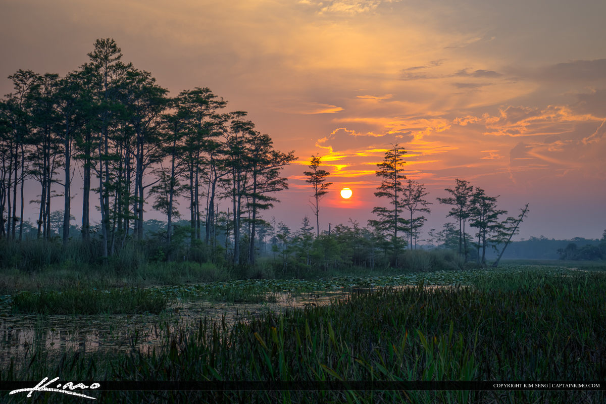 Sunset at the marsh over Cypress tree