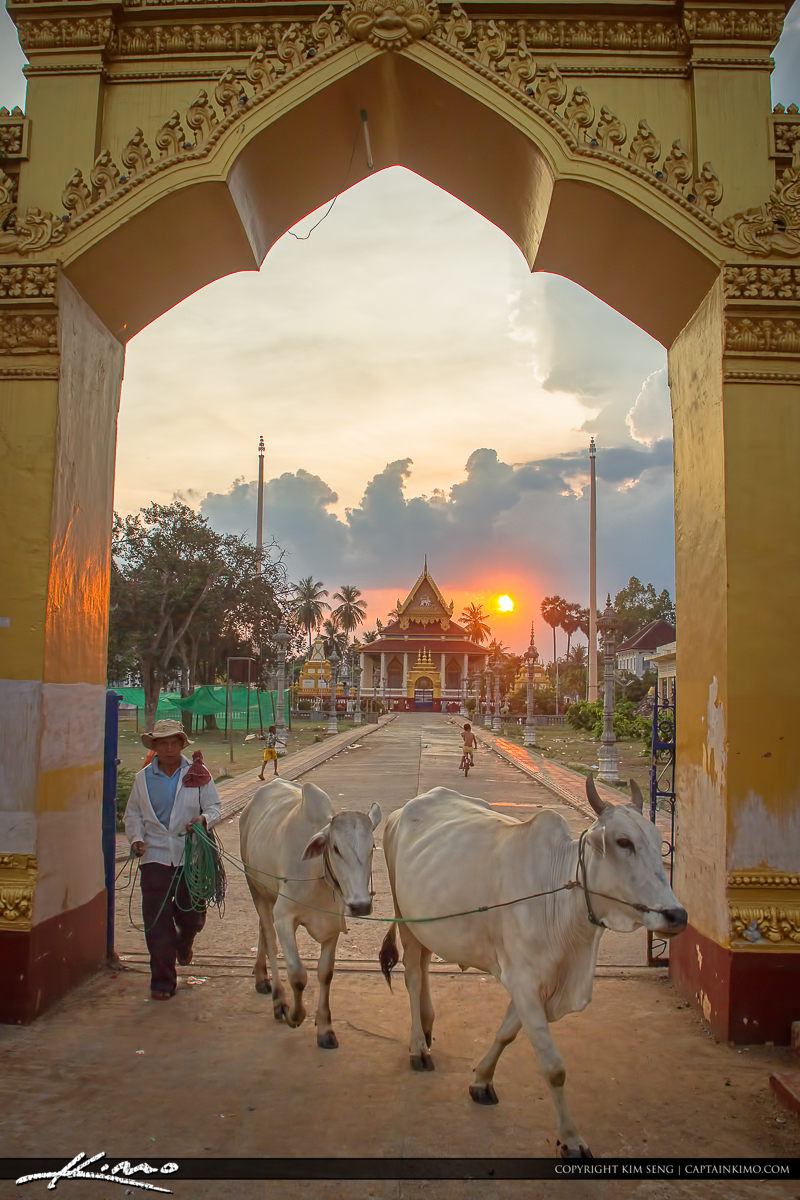 Walking Cows in Battambang Cambodia