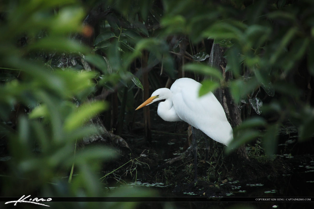 White egret under a Pond Appletree