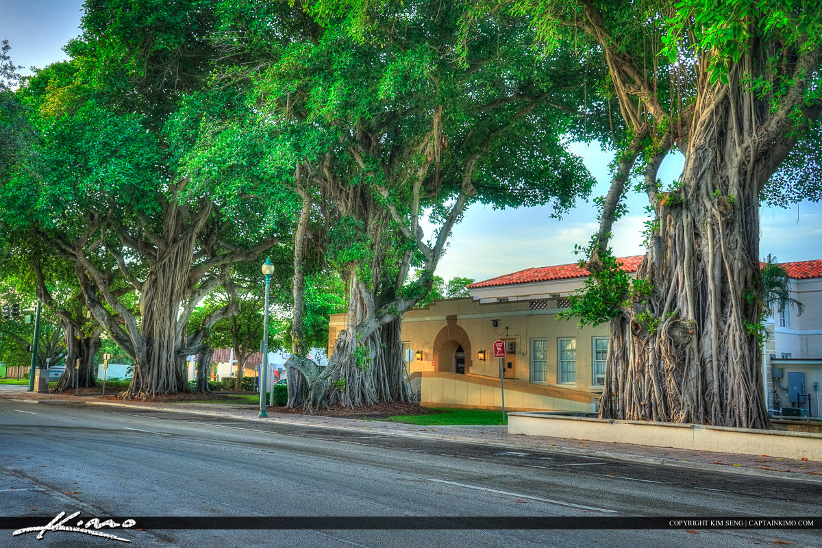 Banyan Tree Lake Worth Historic Building Palm Beach County