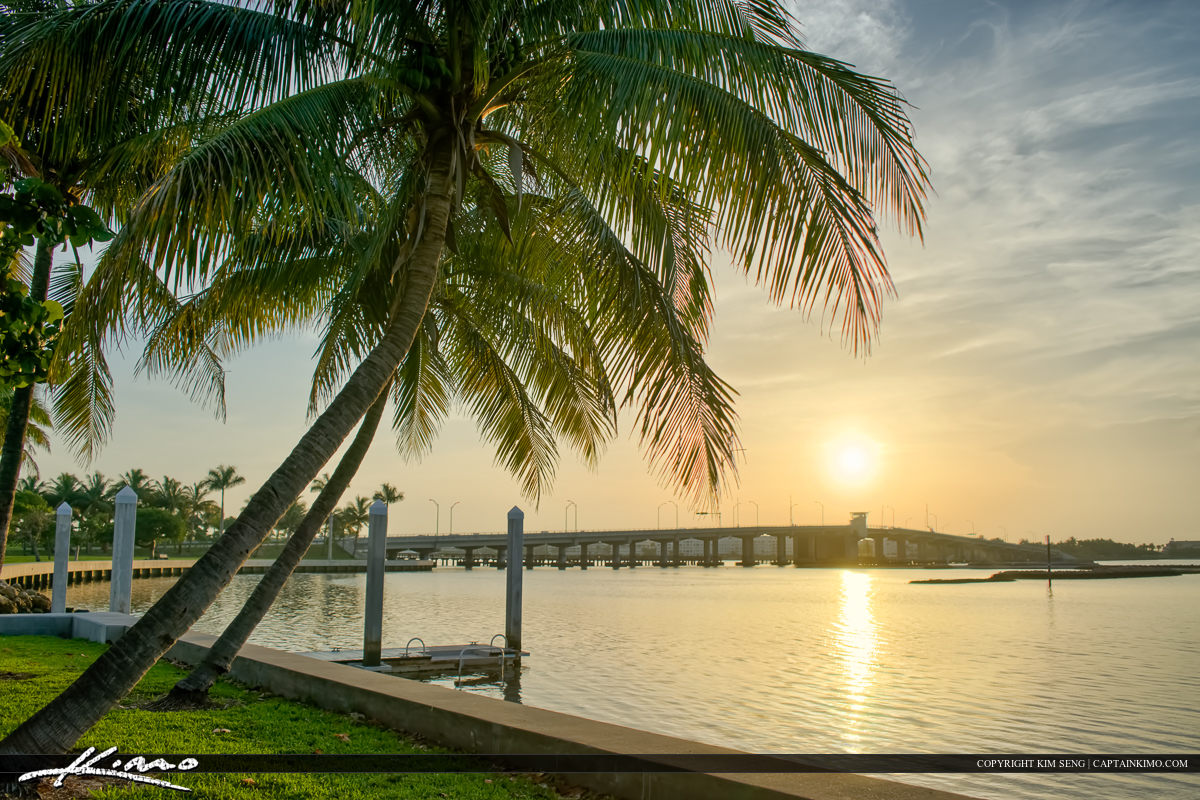 Coconut Tree at Byrant Park Sunrise Lake Worth Florida
