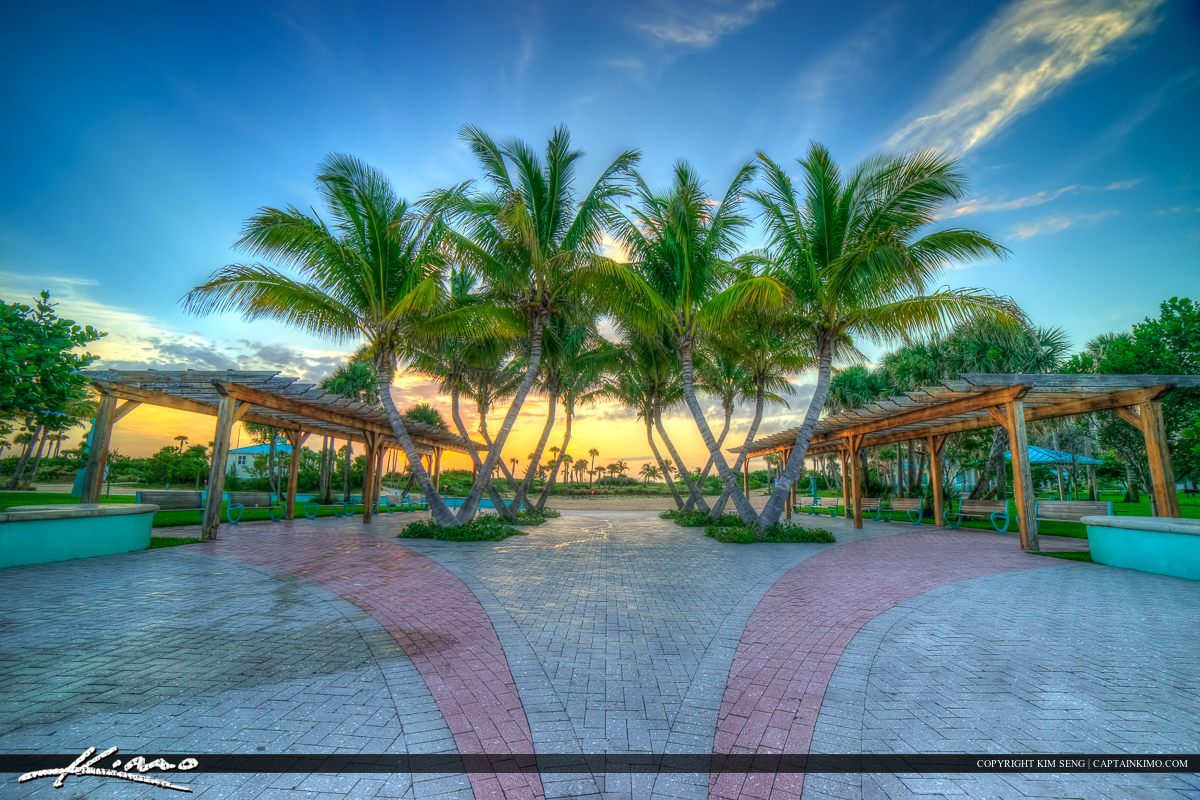 Coconut trees at Riviera Beach Florida
