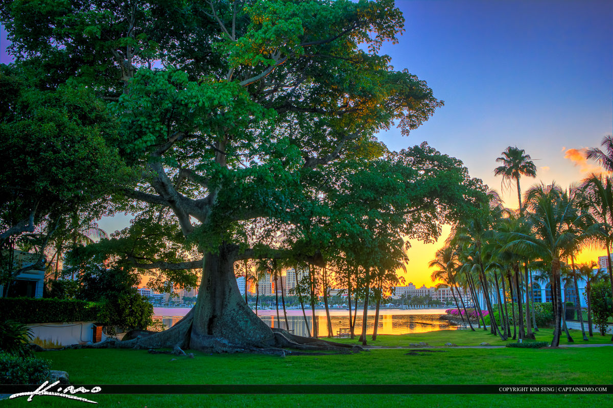 Kapok Tree at Flagler Museum West Palm Beach