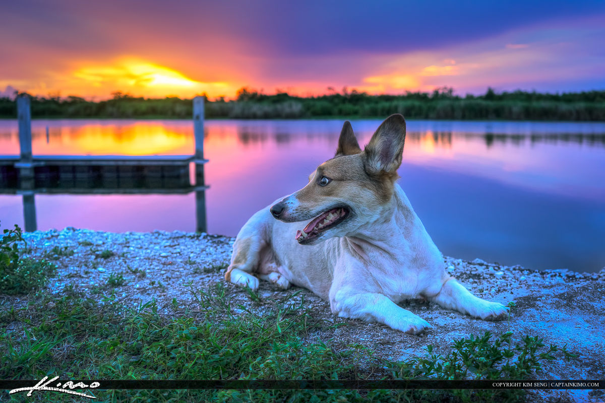 Kogi Dog at Lake Okeechobee Florida During Sunset