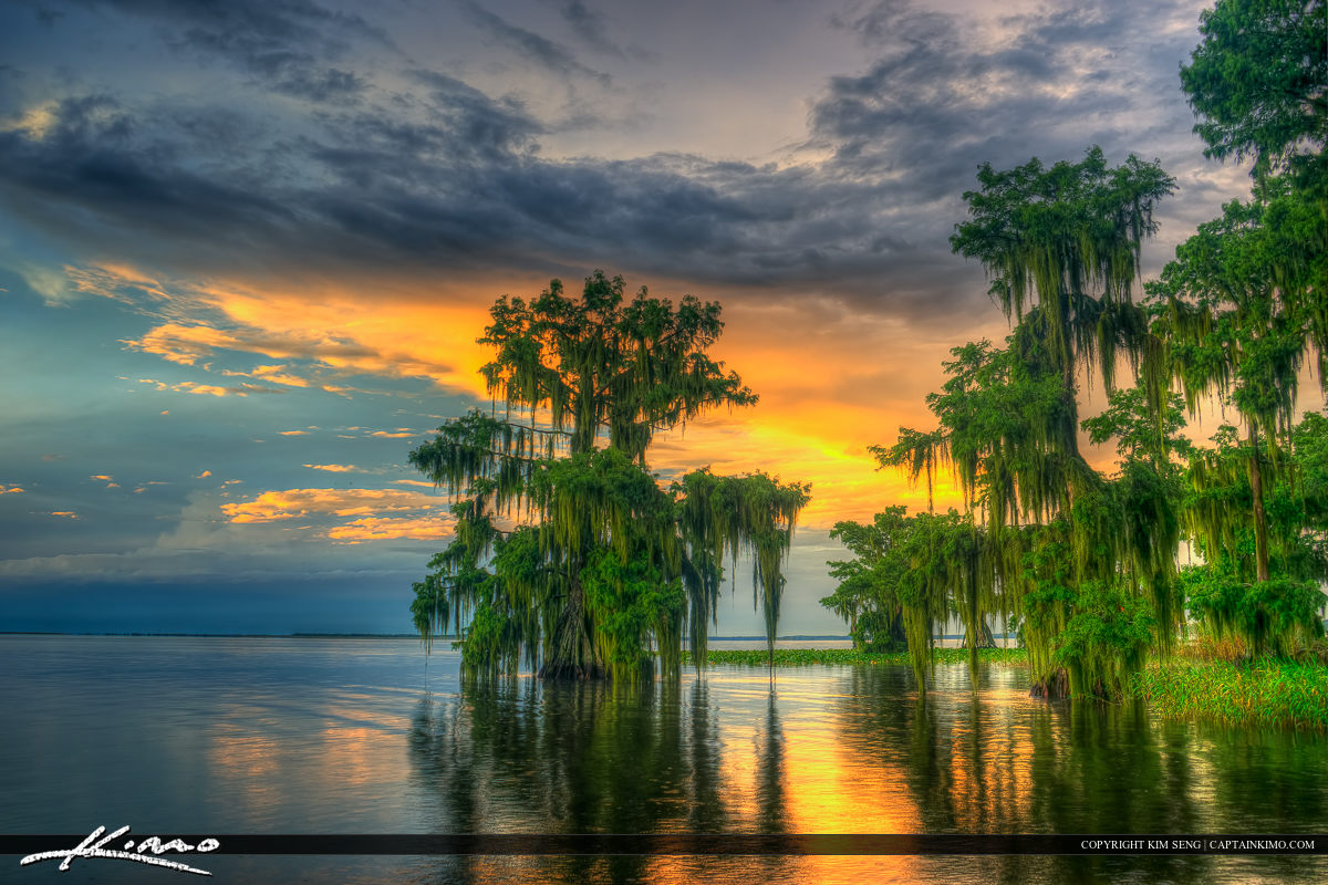 Lake Istokpoga Lake Placid Florida Cypress Trees in Water