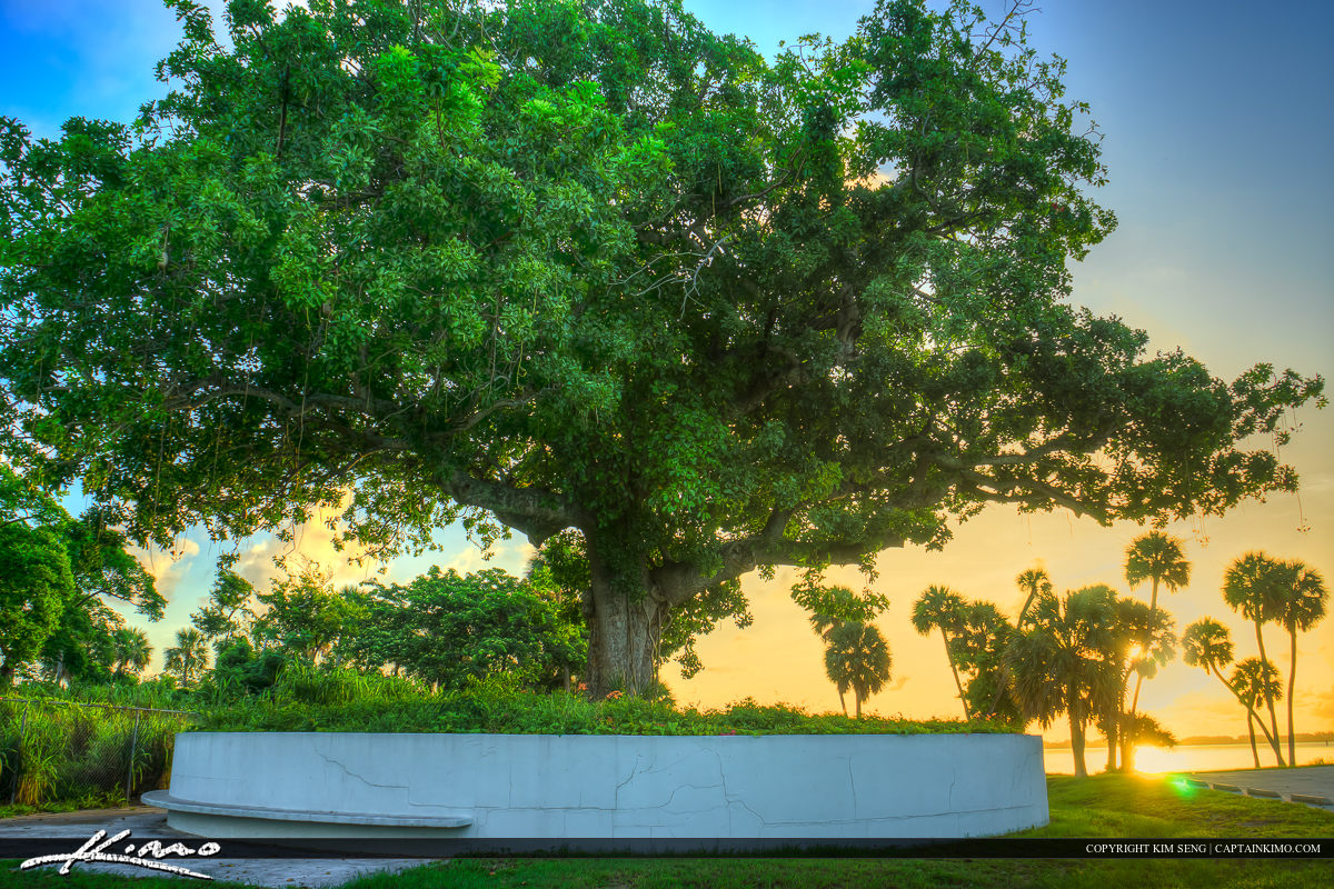 Large Tree at Indian River Park Jensen Beach