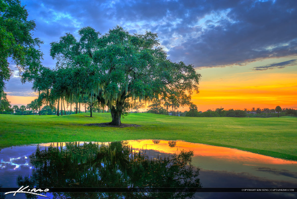 Oak Tree at Golf Course North Palm Beach Florida
