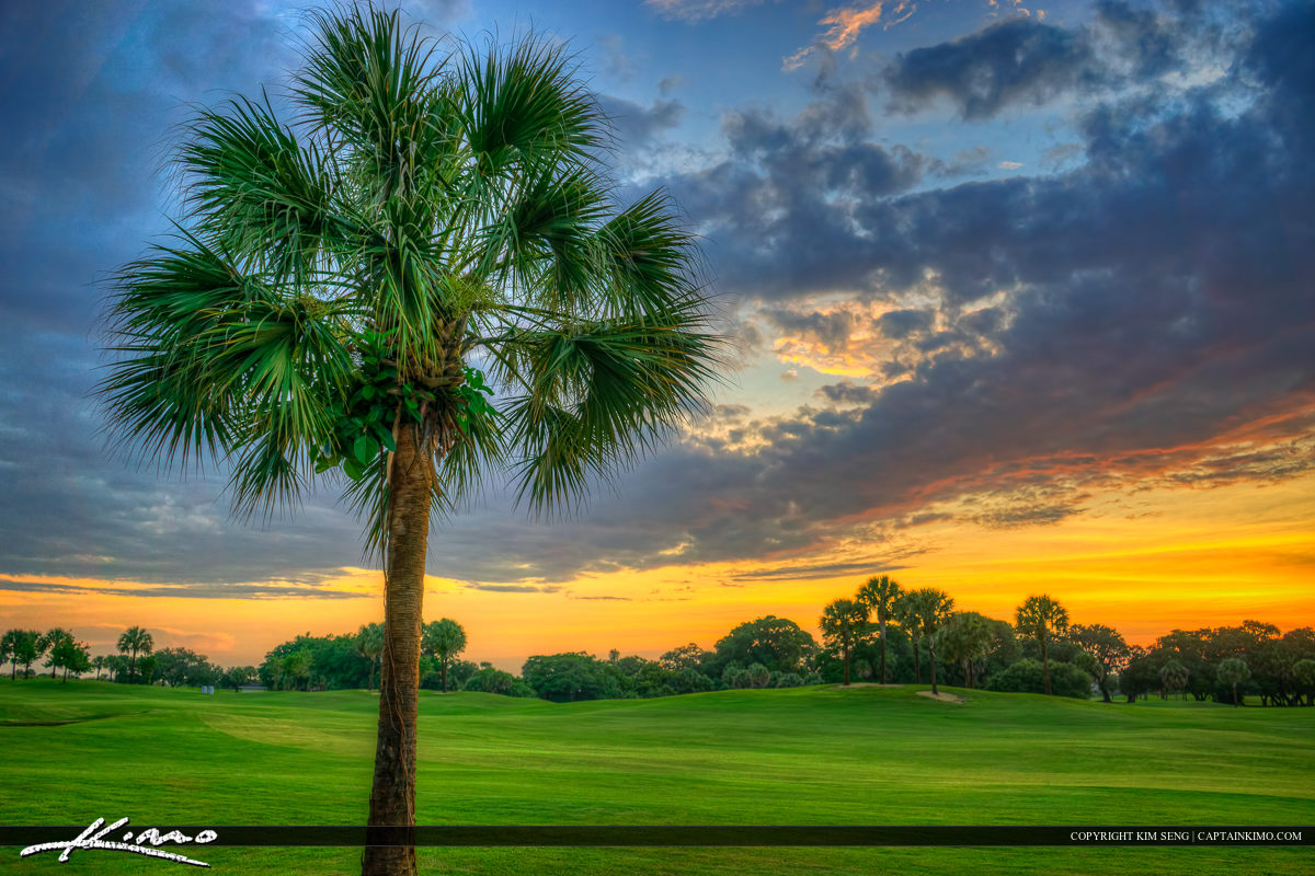 Palm Tree at Golf Course North Palm Beach Florida
