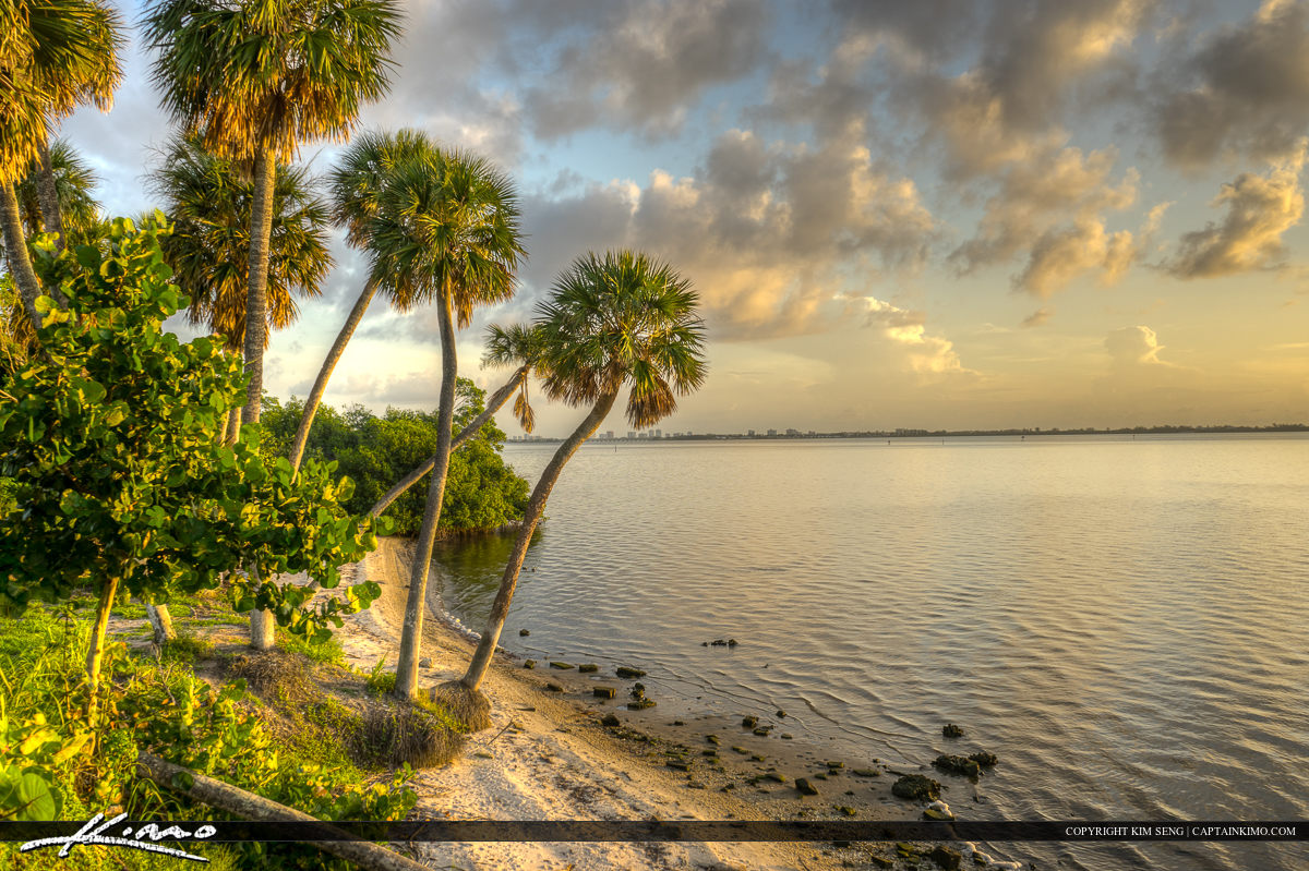 Palm Trees Over the Indian River Lagoon