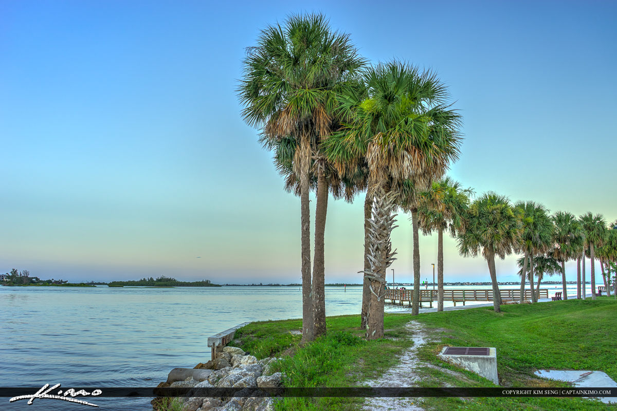 Palm Tree Port Salerno Florida Martin County