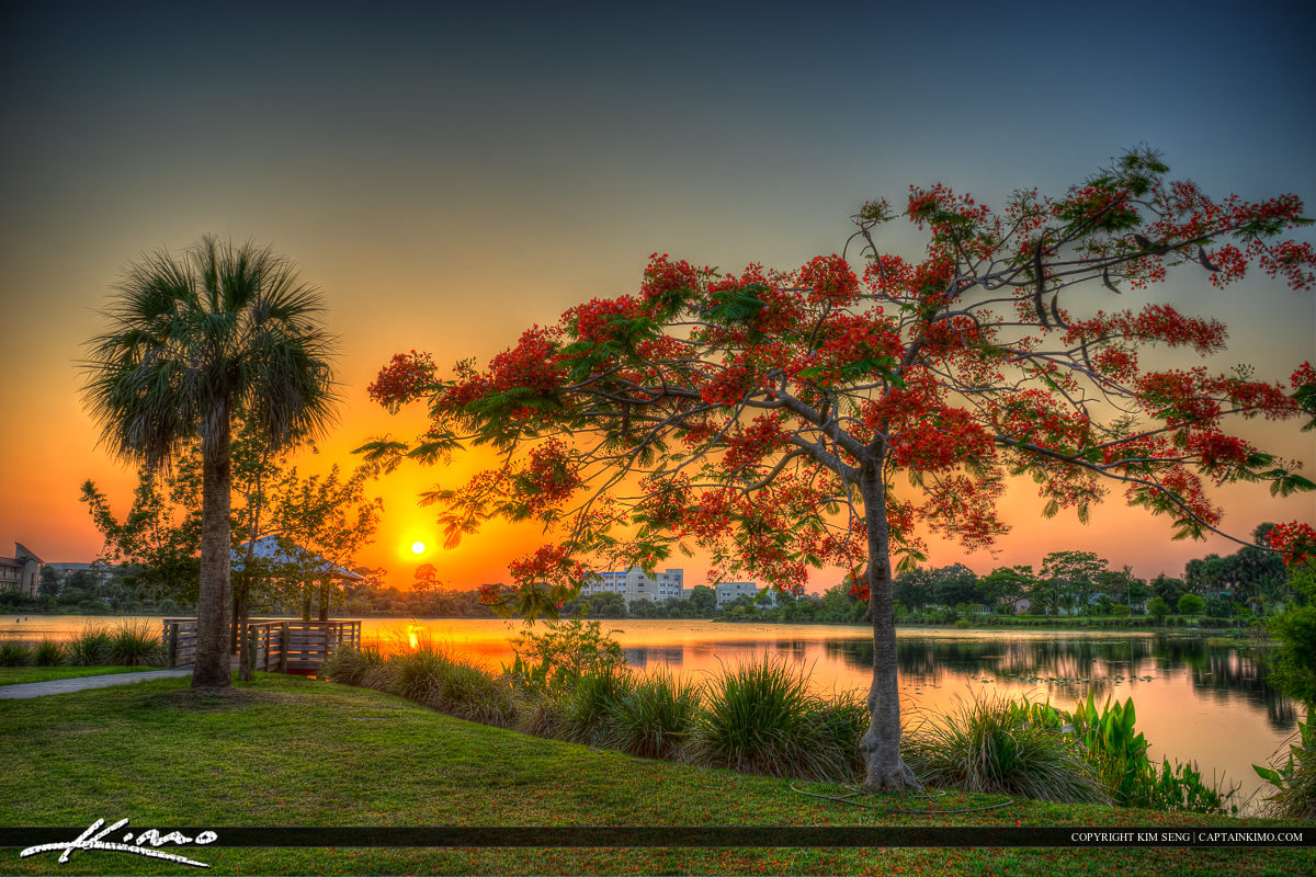 Royal Poinciana Tree Port St Lucie Florida