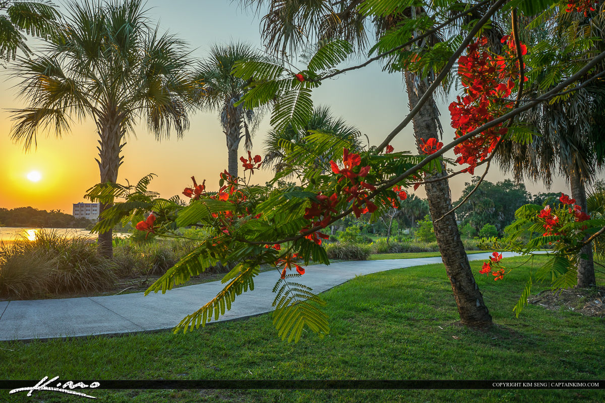 Royal Poinciana at Park in St. Lucie County