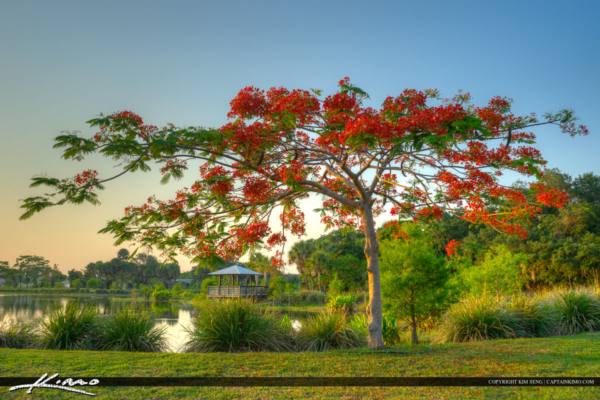 Royal Poinciana tree in St. Lucie County Florida