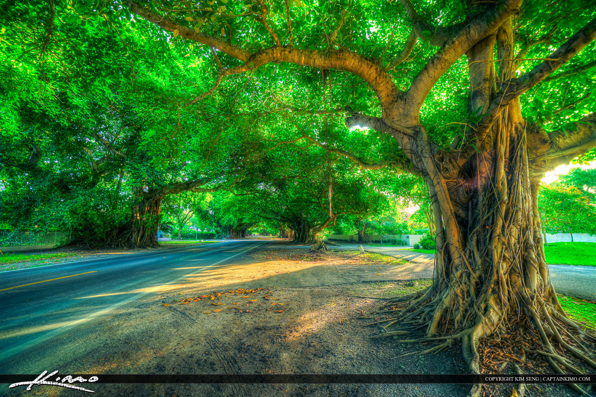 Coral Gables Florida Banyan Tree at Old Cutler Road