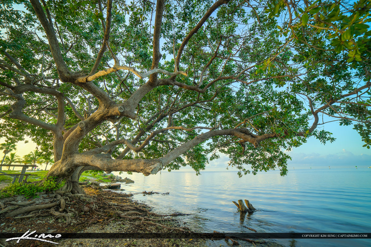 Coral Gables Matheson Park Mangrove at Biscayne Bay