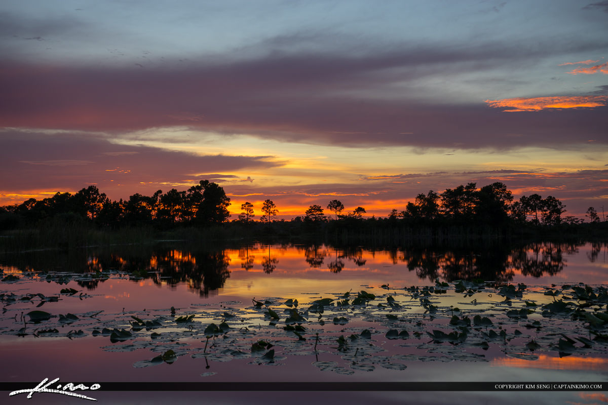 Martin County Florida Lake Pine Forest Sunset