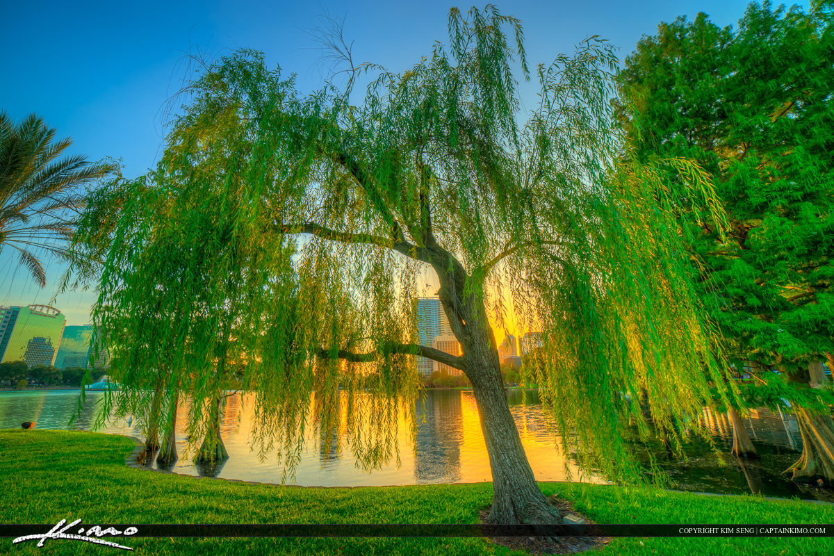 Orlando City Downtown Lake Eola Park Whispering Willow Tree