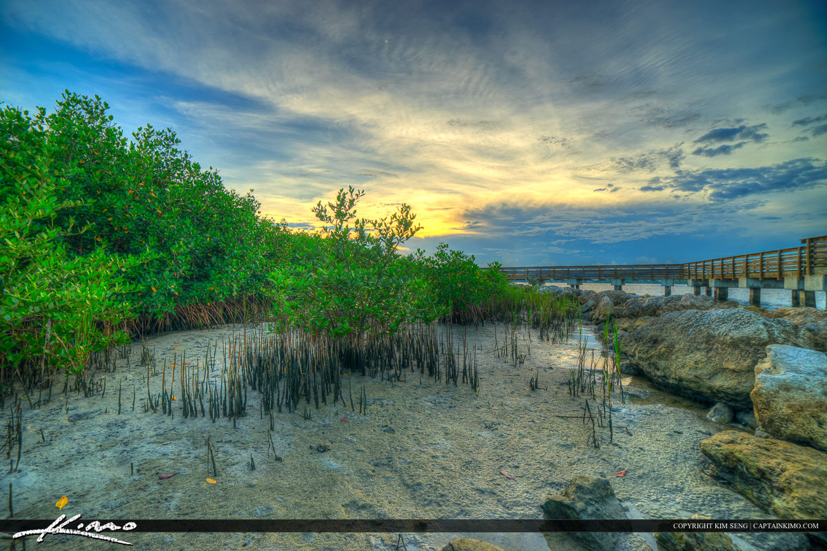 Port Salerno Mangroves at Twin Rivers Park