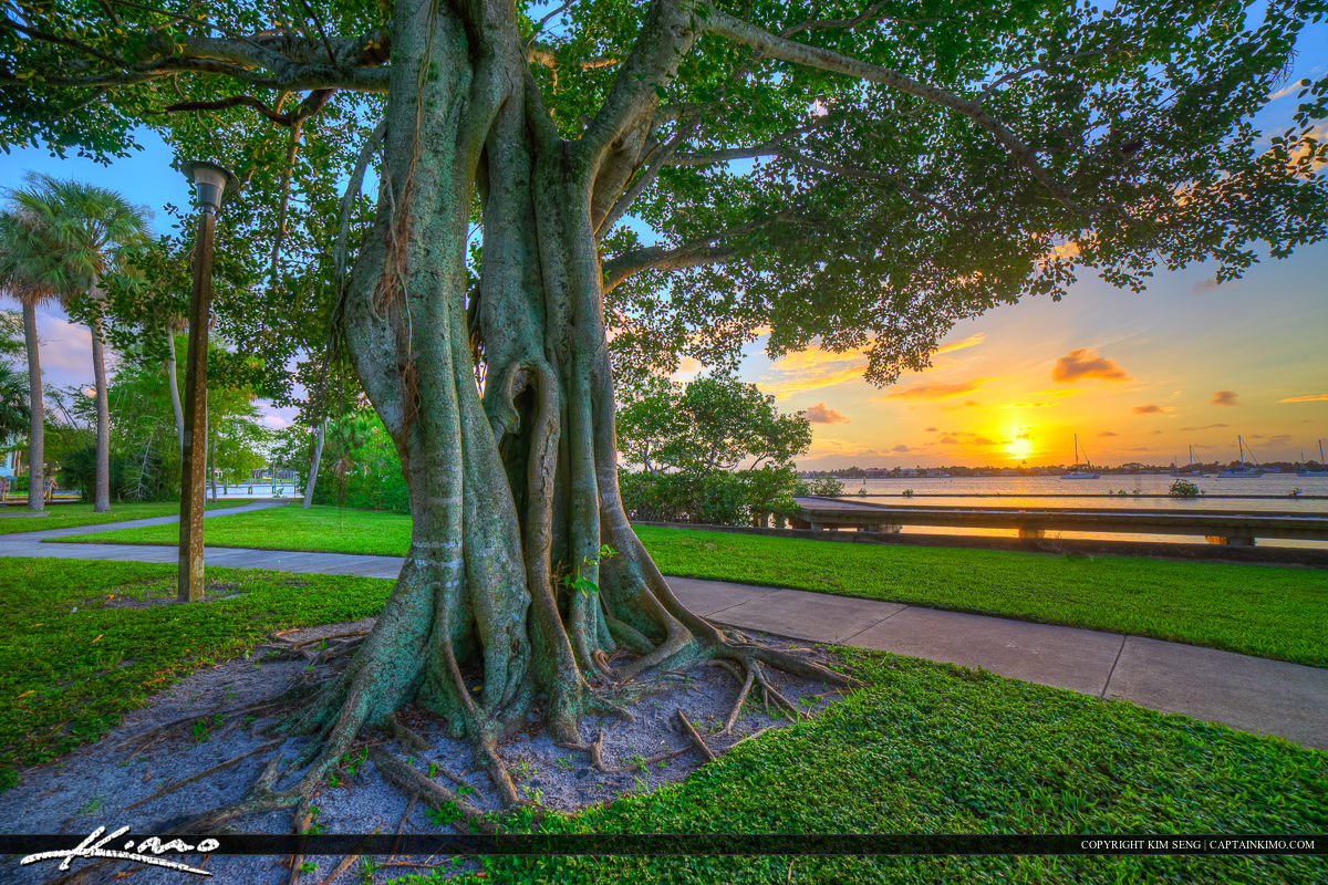 Stuart Florida Sunset Shepard Park Banyan Tree