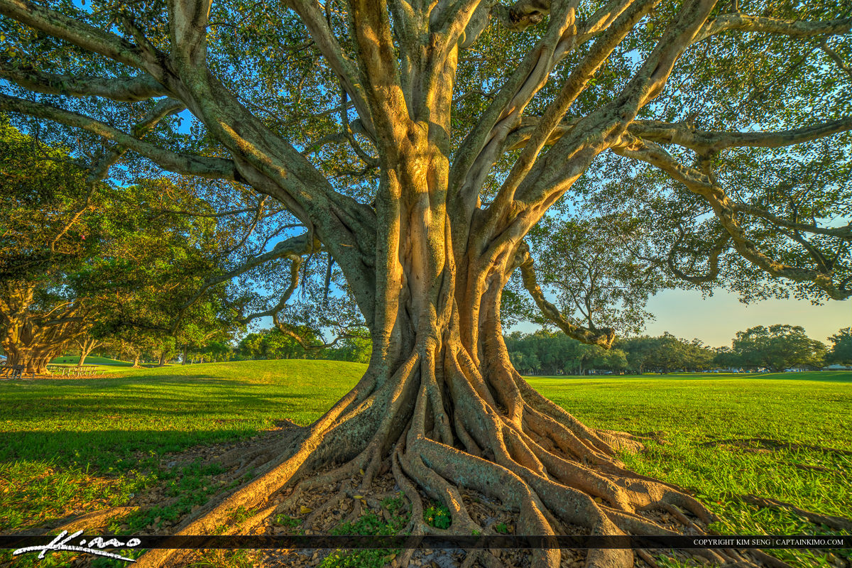 Topeekeegee Yugnee Park Hollywood Florida Banyan Tree Large Root