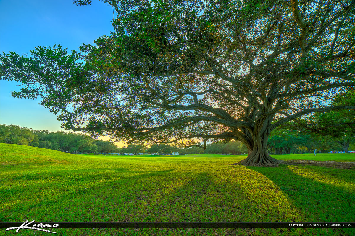 Topeekeegee Yugnee Park Hollywood Florida Banyan Tree from a Distance
