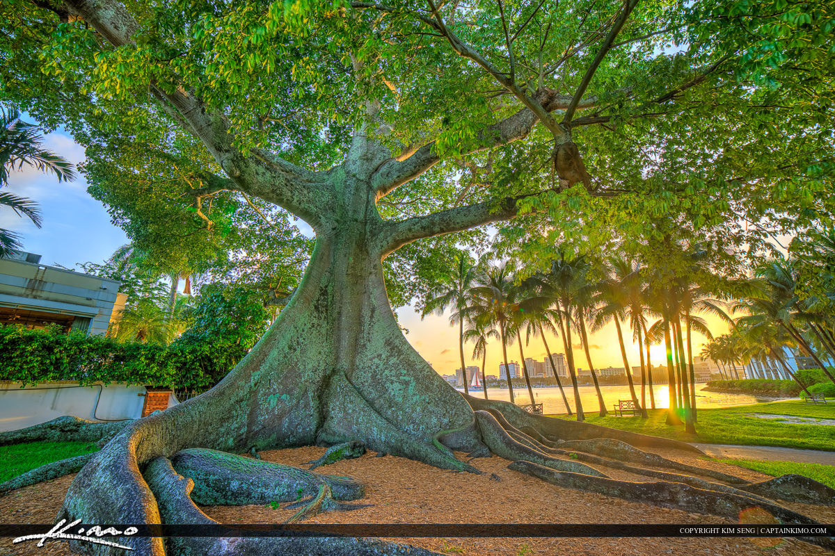 West Palm Beach Kapok Banyan Tree Flagler