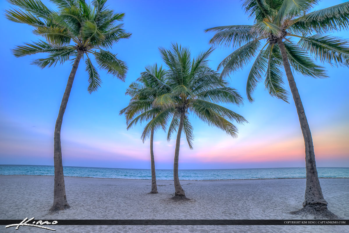 Hollywood Florida Coconut Trees at Beach