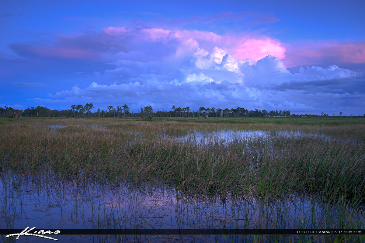 Jupiter Florida Wetlands Pine Glades Natural Area