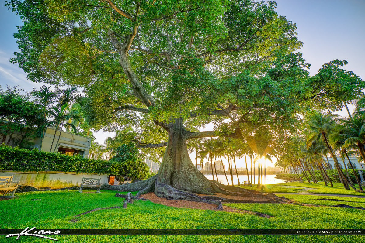 Kapok Tree at Palm Beach Island Flagler Museum