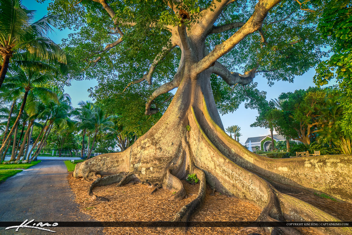 Large Kapok Tree Palm Beach Island