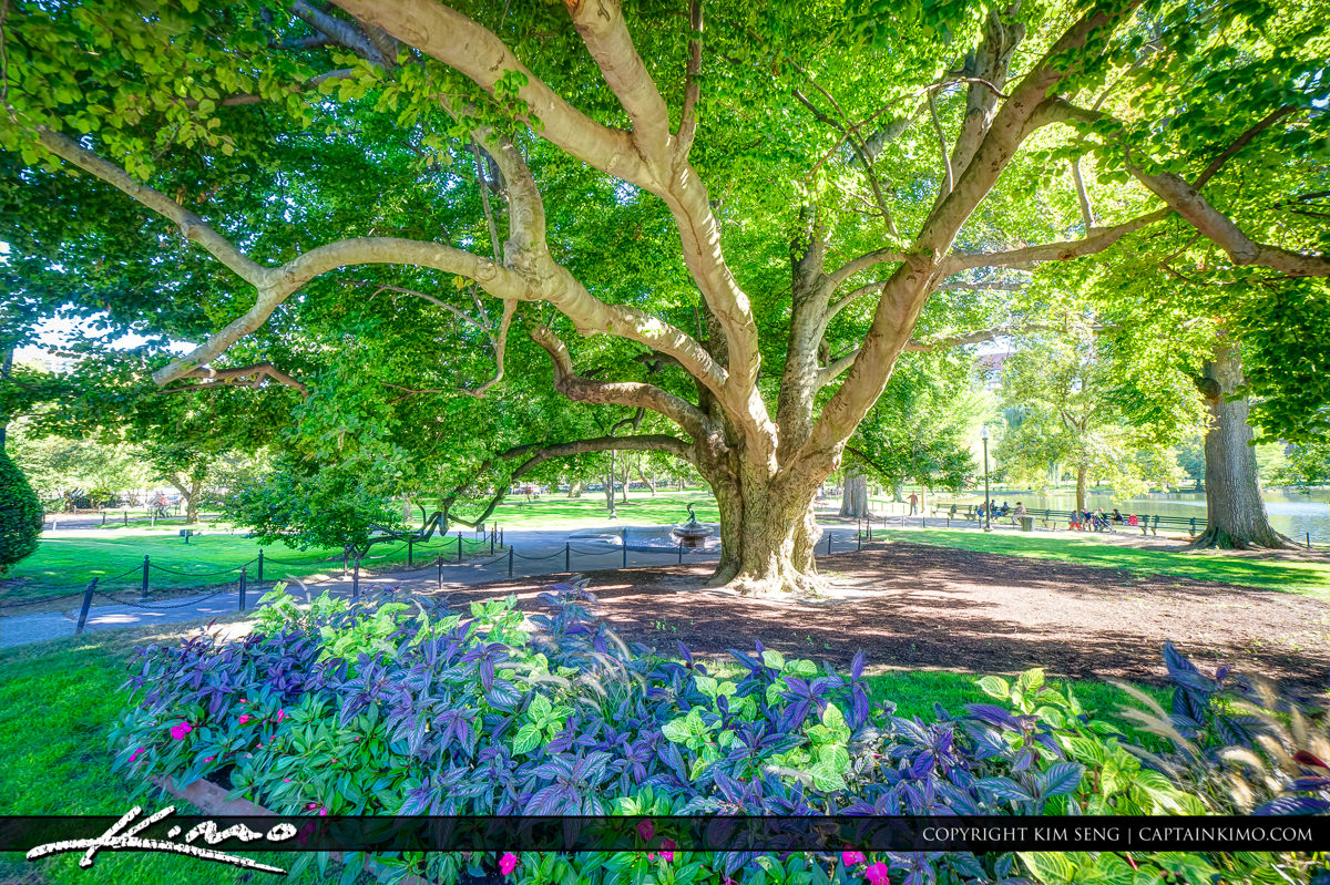 Large Tree Boston Public Garden Massachusetts