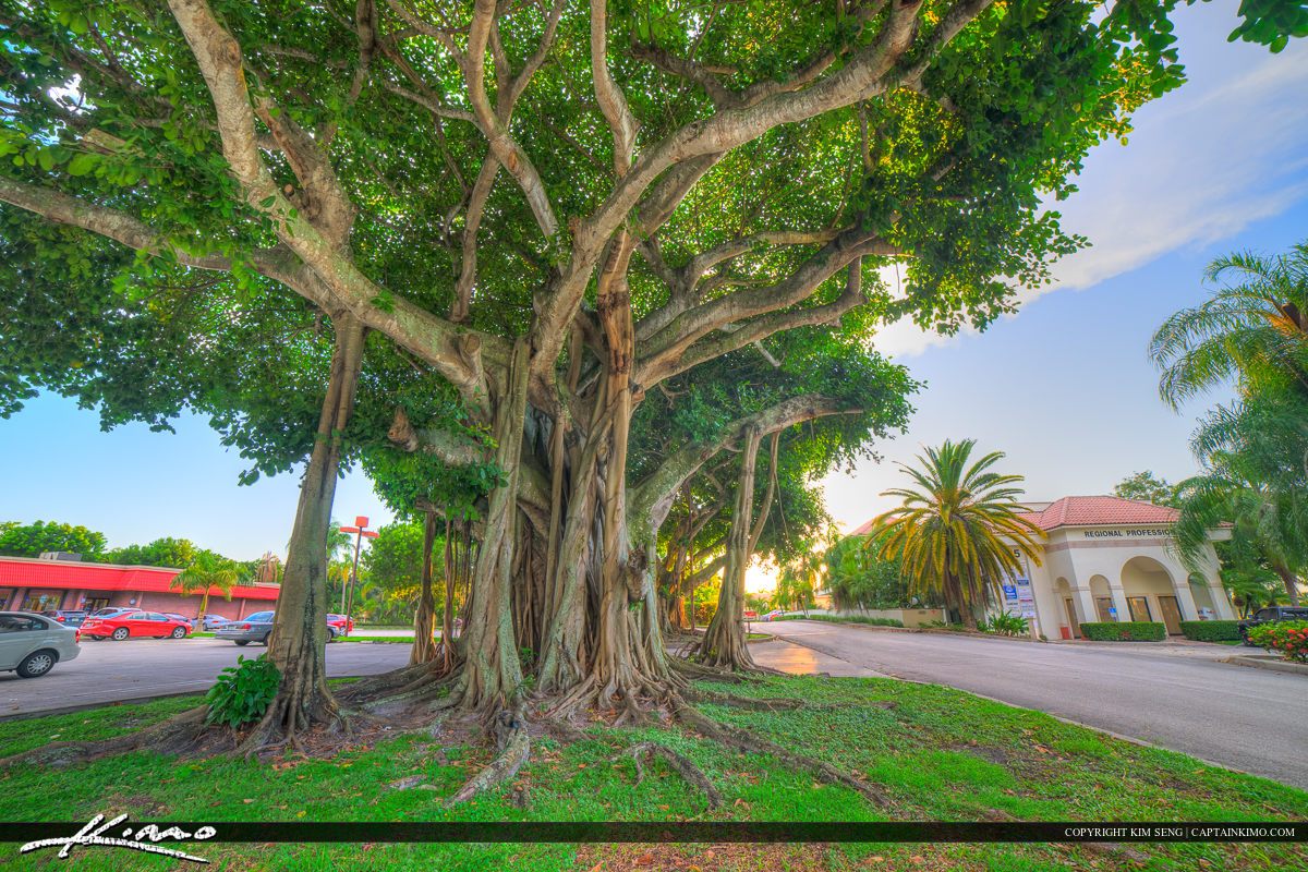 Royal Palm Beach Florida Banyan Tree Corner