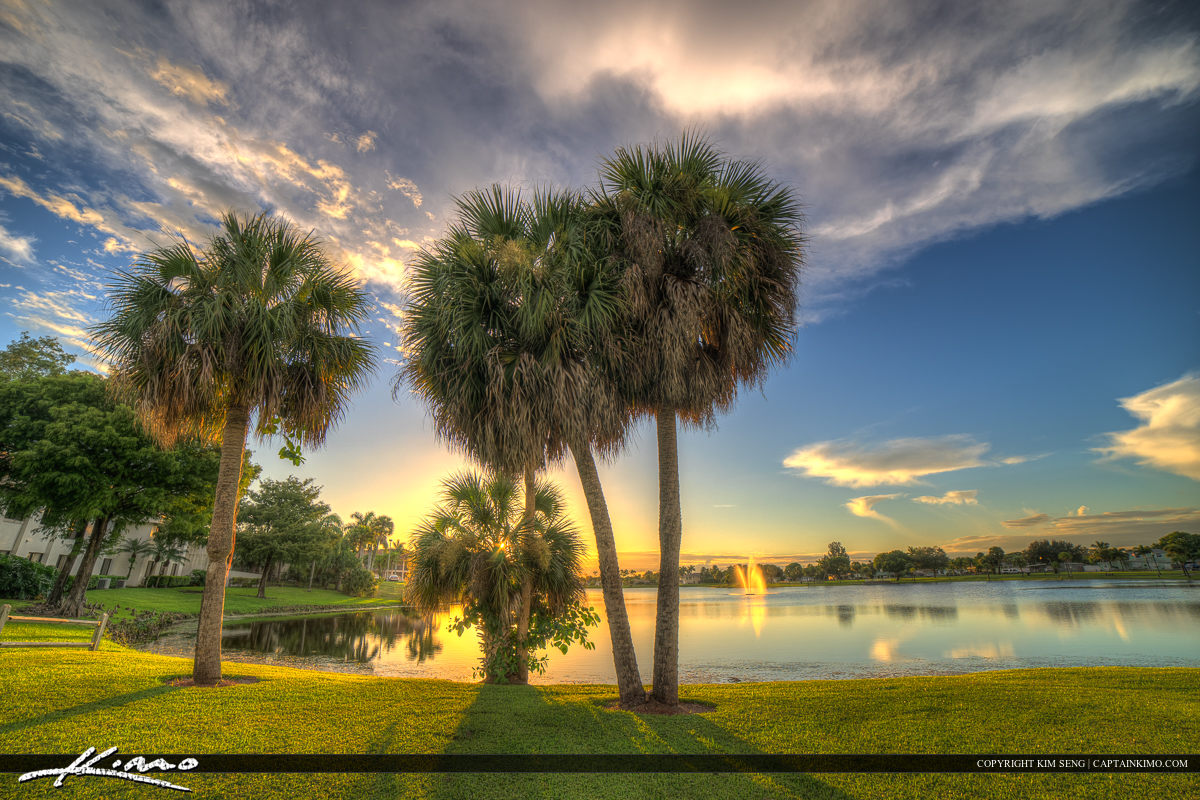 Royal Palm Beach Florida Palm Tree at Park