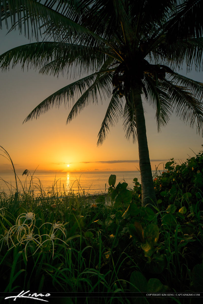 Sunrise Paradise at Ocean Beach with Coconut Palm Tree