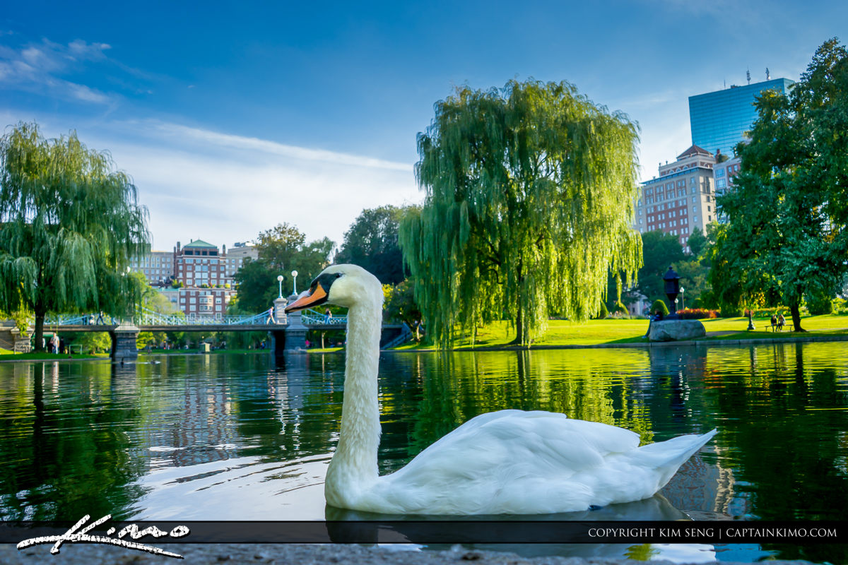 Swan at Boston Public Garden Lake Massachusetts